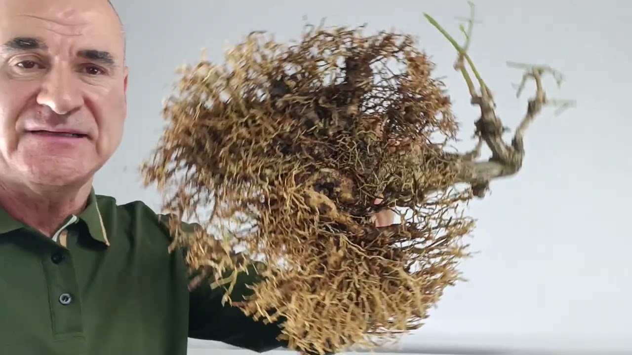 J 1. Жасмин крупноцветковый, 280 евро с доставкой. #nebari #pitarch #bonsai #steel