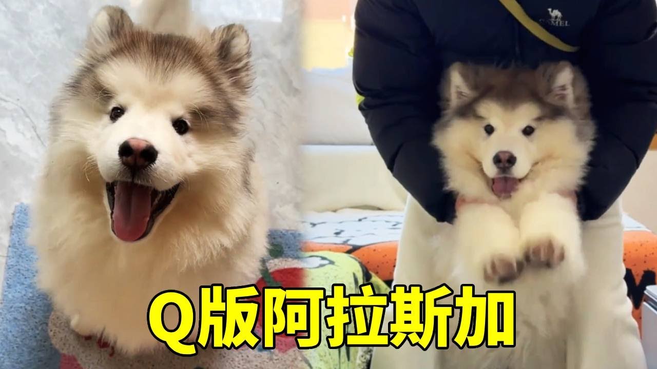 今天上门遛一只Q版的阿拉斯加！看起来软软糯糯人畜无害的，没想到竟是这样的暴脾气！【疯铲姐妹】