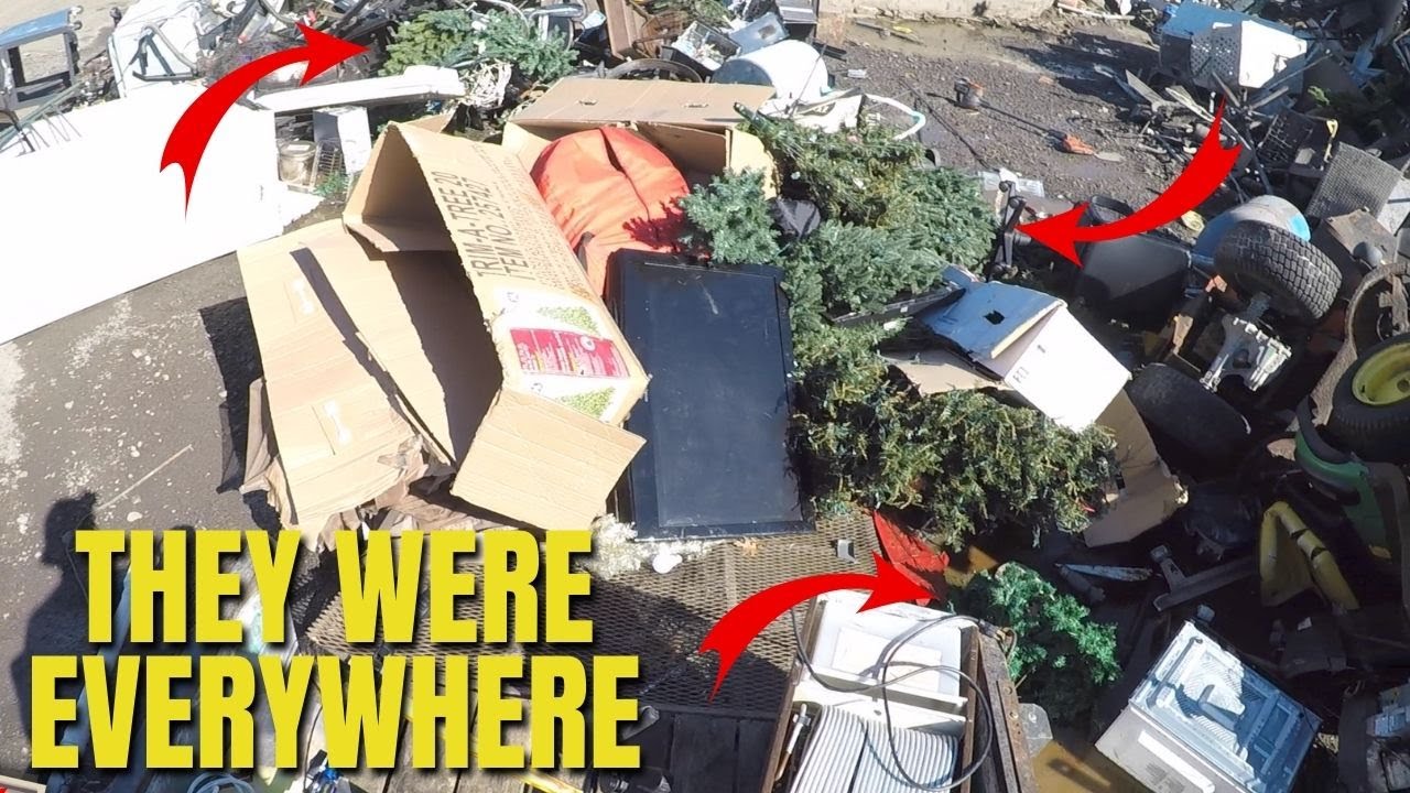 Reforestation Of Orlando's Scrapyards Has Been A Booming Success #23-5