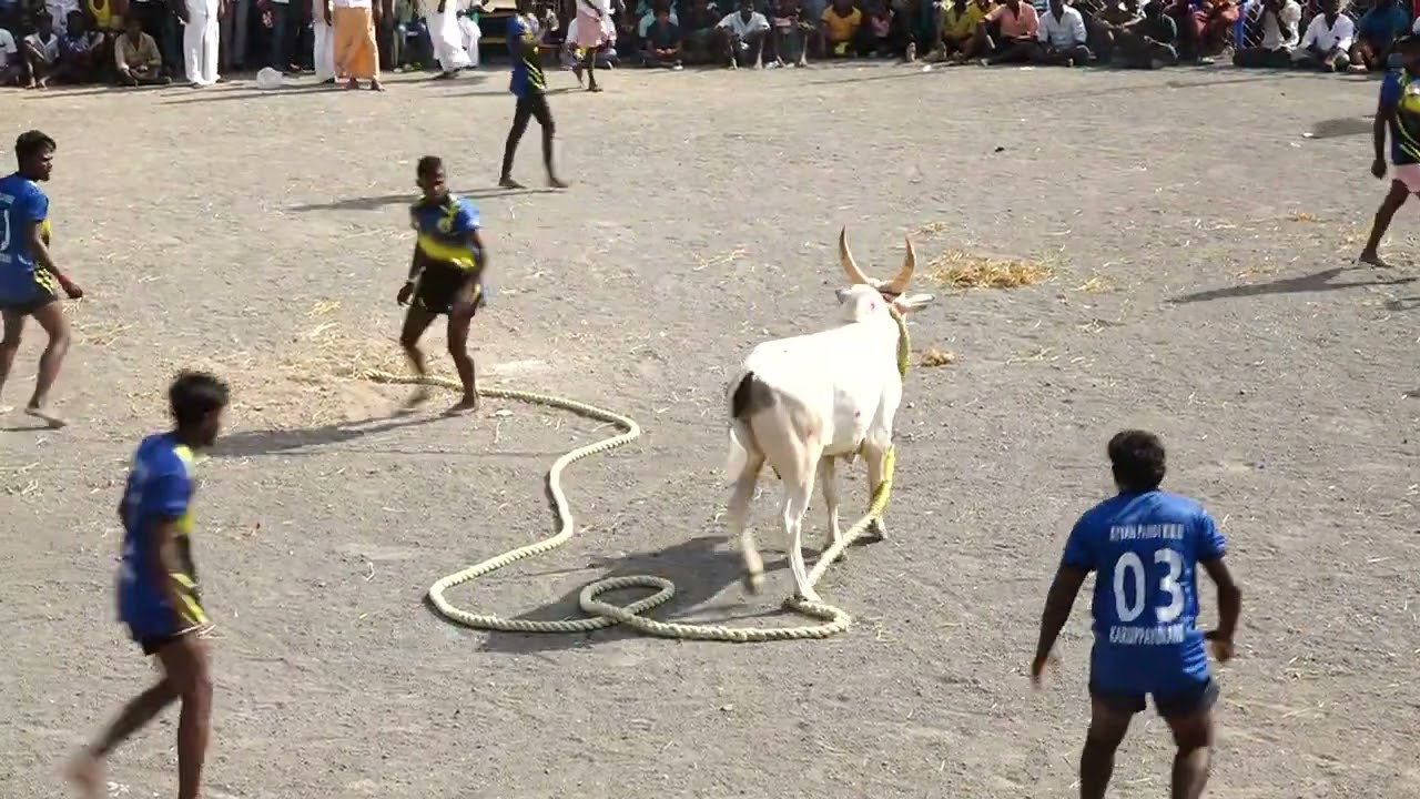 கருப்பாயூரணி கார்த்திக்கே டப் கொடுத்த காளாப்பூர் முத்துசெல்வம் காளை | களமே அதிர்ந்த ஆட்டம் | PKMedia