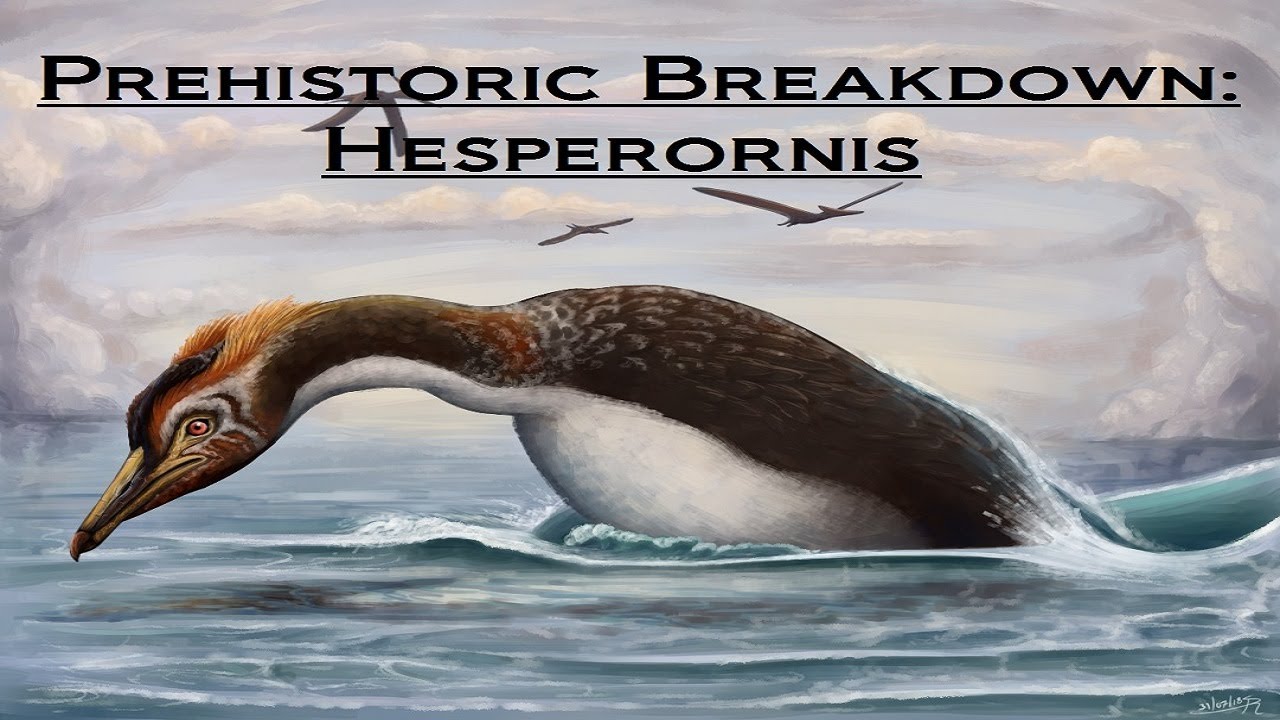 Prehistoric Breakdown: Hesperornis