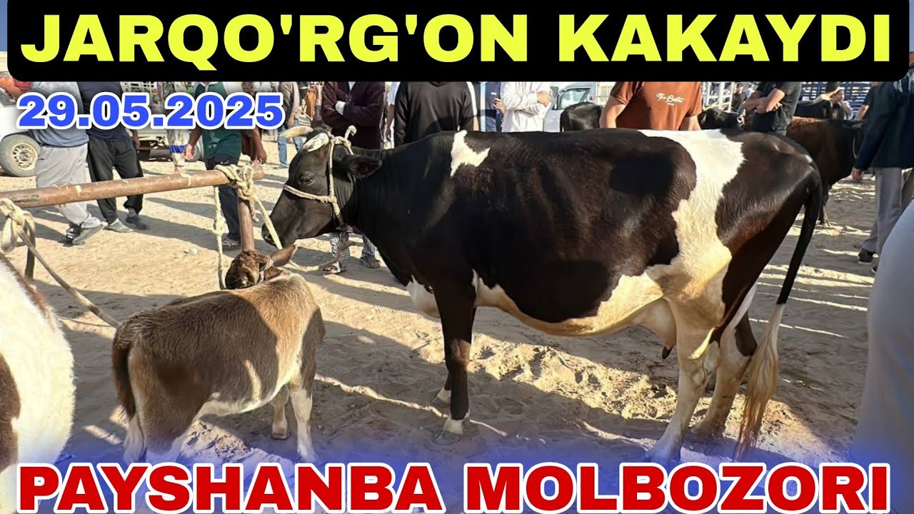 JARQO'RG'ON KAKAYDI PAYSHANBA MOLBOZORI 29.05.2025