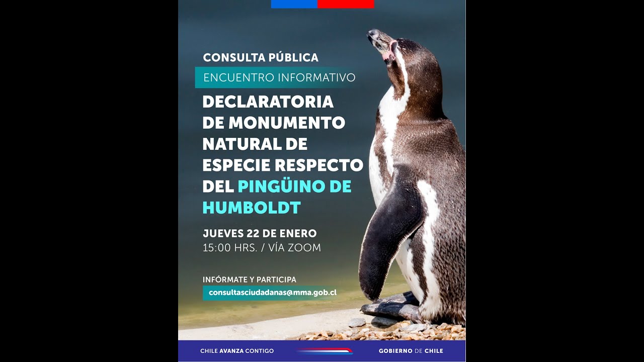 Declaratoria de Monumento Natural de Especie Respecto del Pingüino de Humboldt-Spheniscus Humboldti