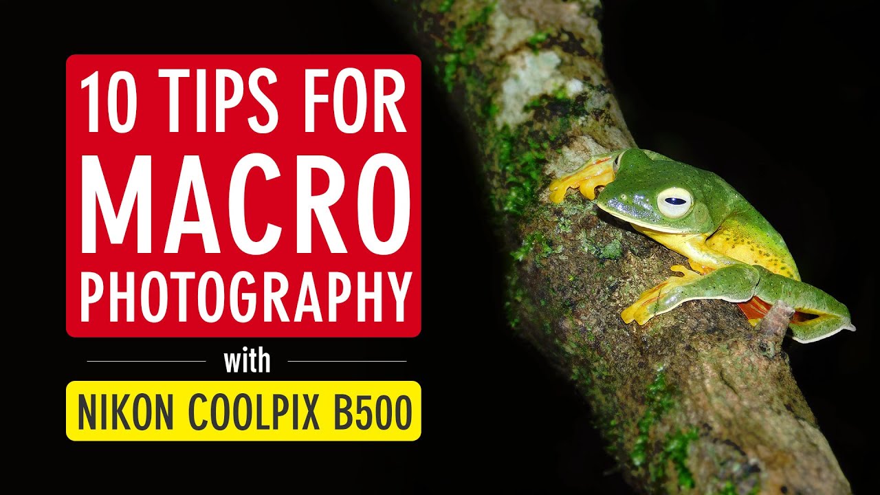 10 Tips for Macro Photography with Nikon Coolpix B500 (Nikon B500 Photography) | Sonika Agarwal