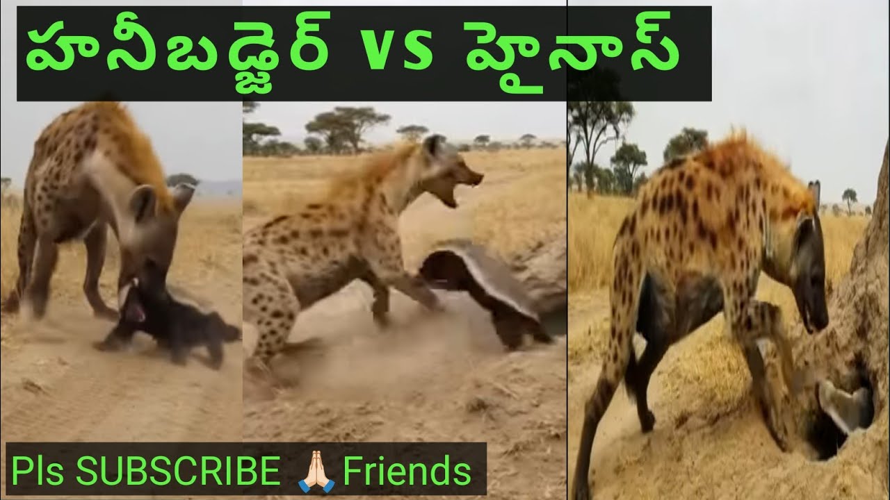 హనీబడ్జెర్  × హైనా @Kannafunny 
