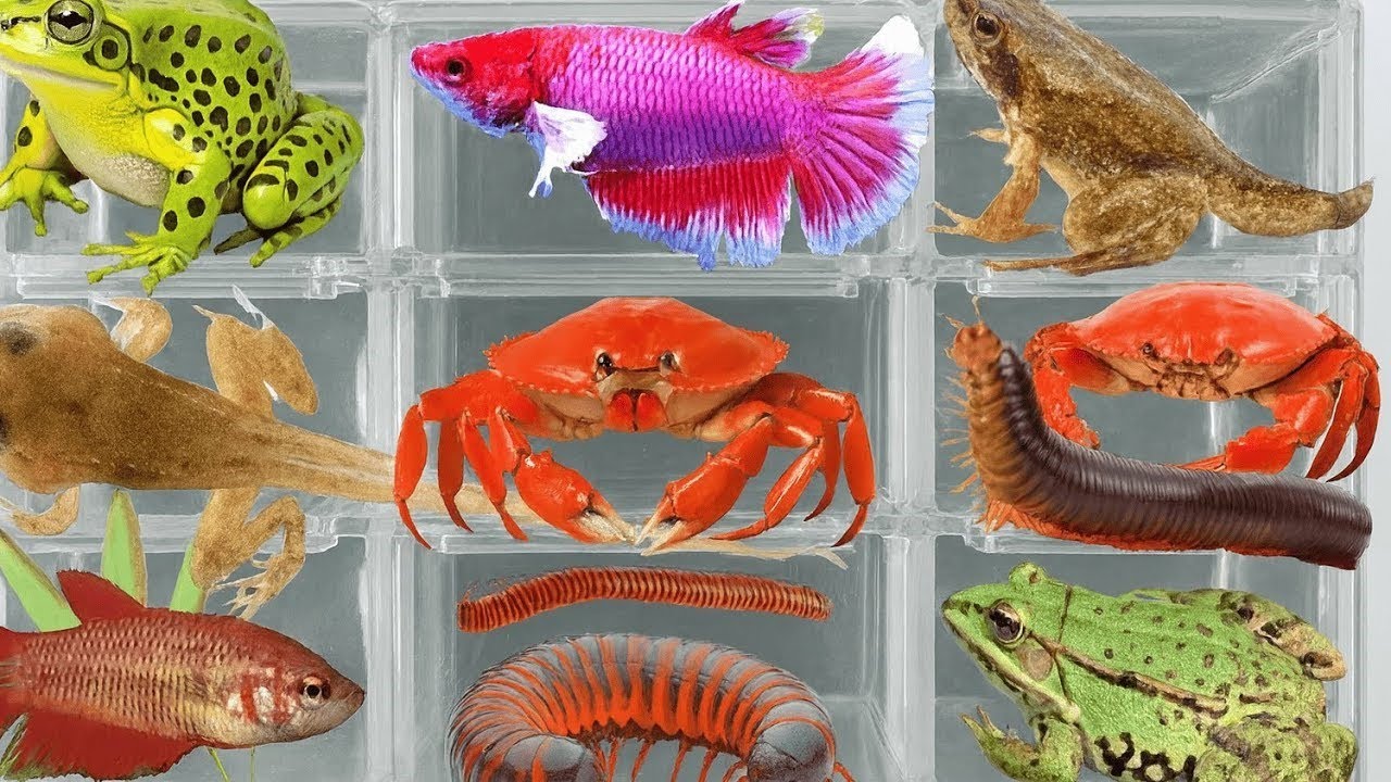 I Catching insects in the garden, I got  ,Mosquito larva, Betta fish, Beetle, Frog, Deep,Millipedes