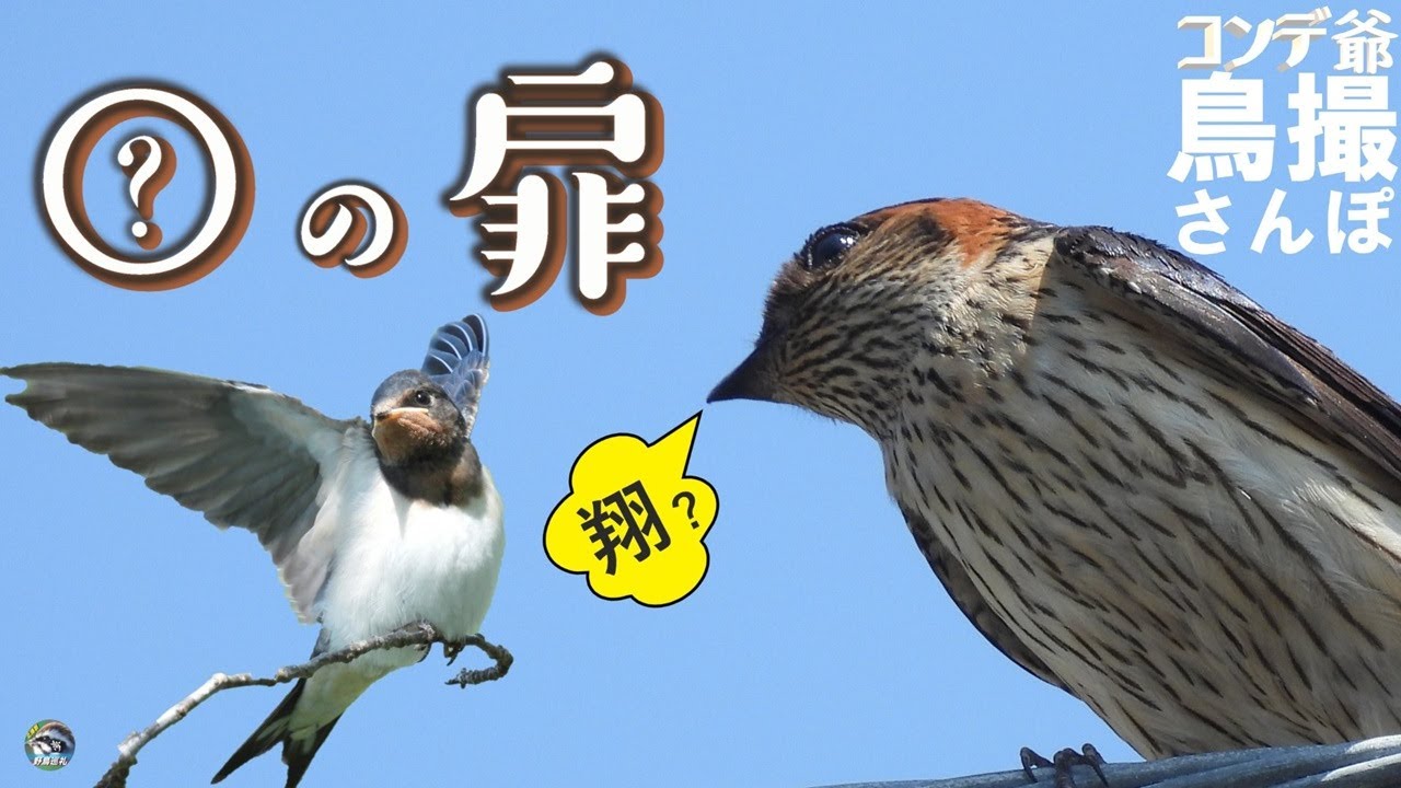 コンデジ鳥撮散歩　扉は開いた？ コシアカツバメ　兵庫県・北播磨