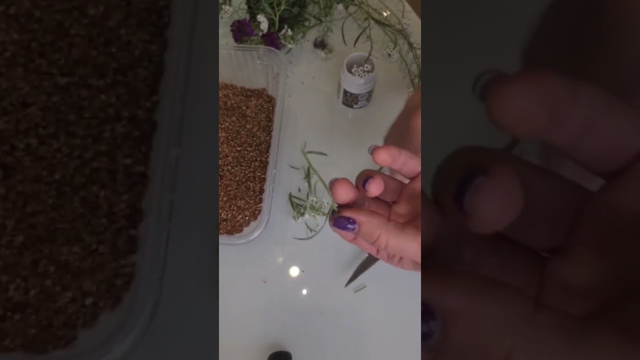 Укореняю вегетативный алиссум🌿