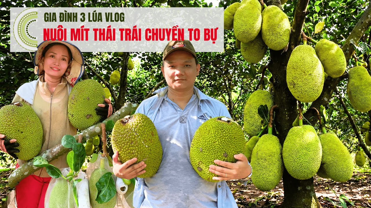 4 Bí Quyết Đơn Giản Giúp Tăng Năng Suất Mít Thái Lên GẤP ĐÔI!