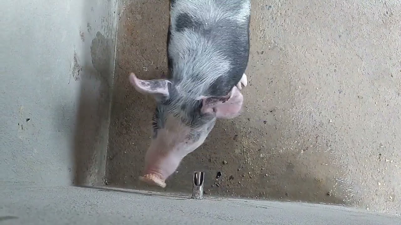instalando as chupeta das porquinha fazendo a hidráulica da caixa de água