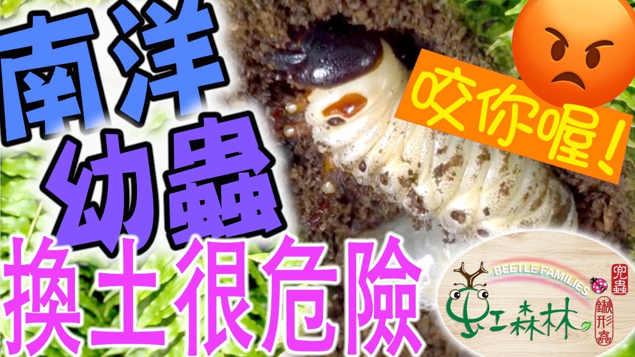 幫南洋幼蟲換土很危險 南洋很兇 雞母蟲會亂咬 如何安全換土不被咬到★ 虹森林chentsei甲蟲老師 ★ Changing the soil for Chalcosoma atlas