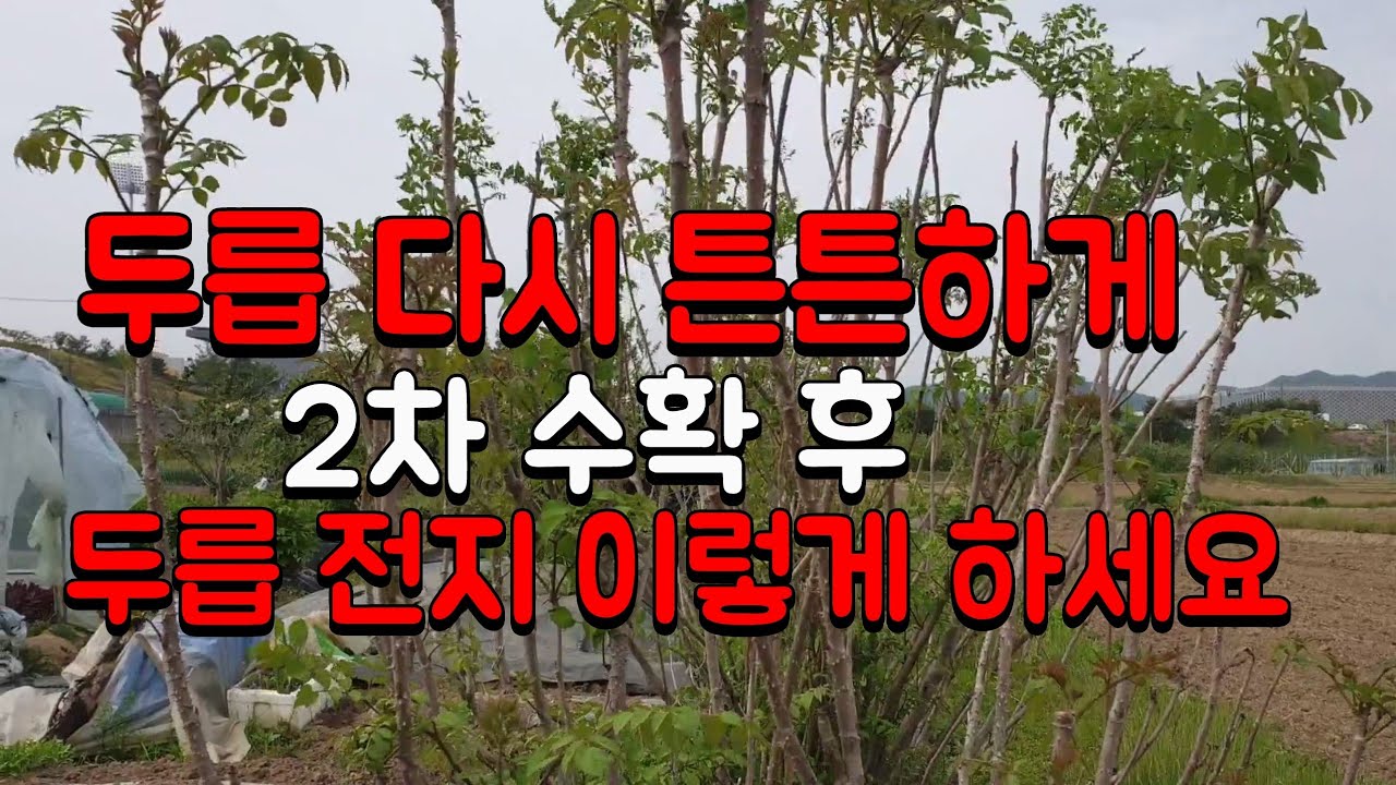 두릅 수확후➡️ 모르면 수확량 줄어요 두릅 전지 꿀팁 총정리 📍두릅 가지치기 타이밍과 방법📍 두릅재배핵심