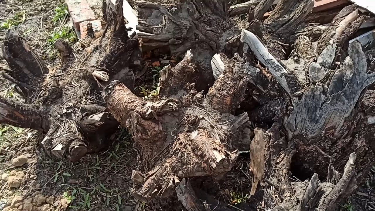Удаление пней. Выкорчевывание пня своими руками