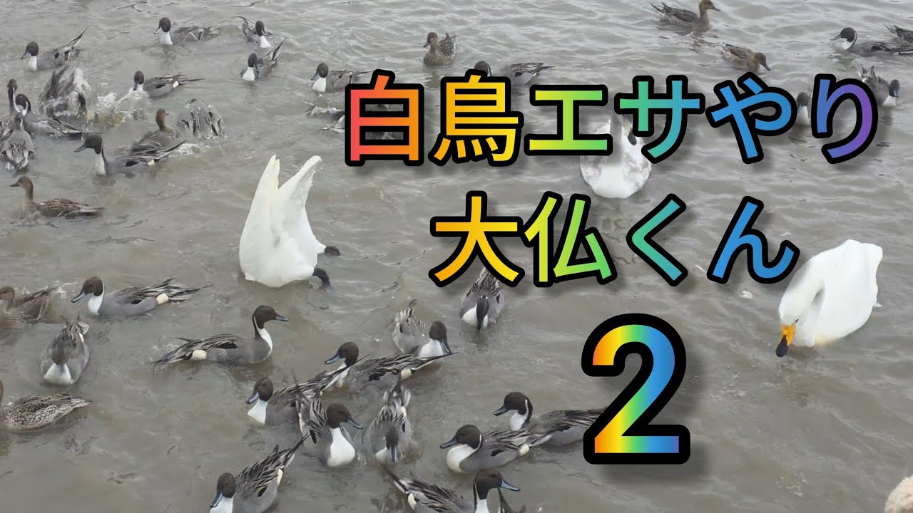 【せがれたちと戯れ】白鳥エサやり2