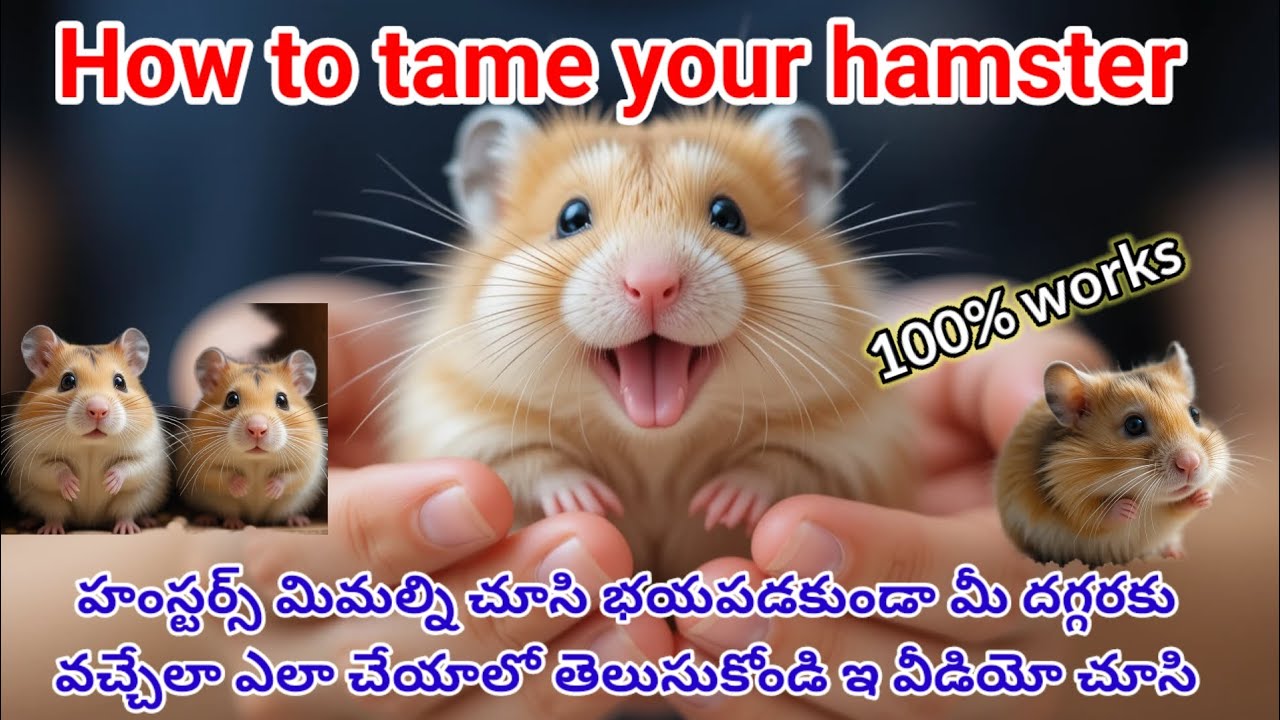 How to tame hamsters 🐹 / మీ హంస్టర్స్ ని మాజీగా చేసుకోవడం ఎలా? చేసేయండి ఇ వీడియో ని 🙂