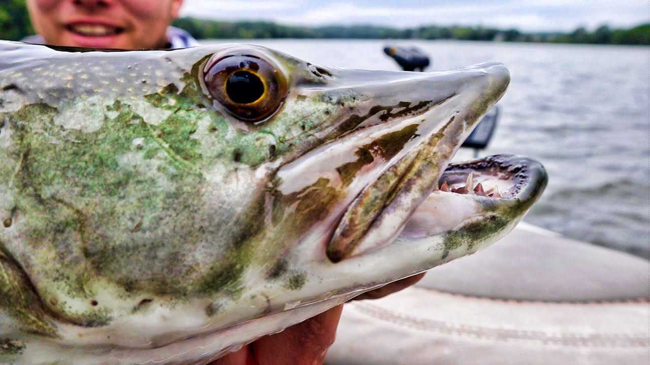 MUSKY FISHING IOWA!! - Shallow Water Muskies in Early Fall