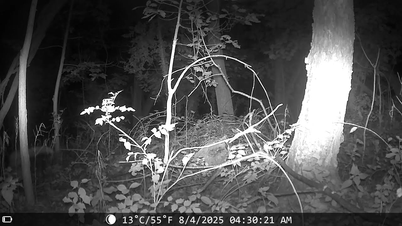 Red fox on trail cam at night in Maryland 