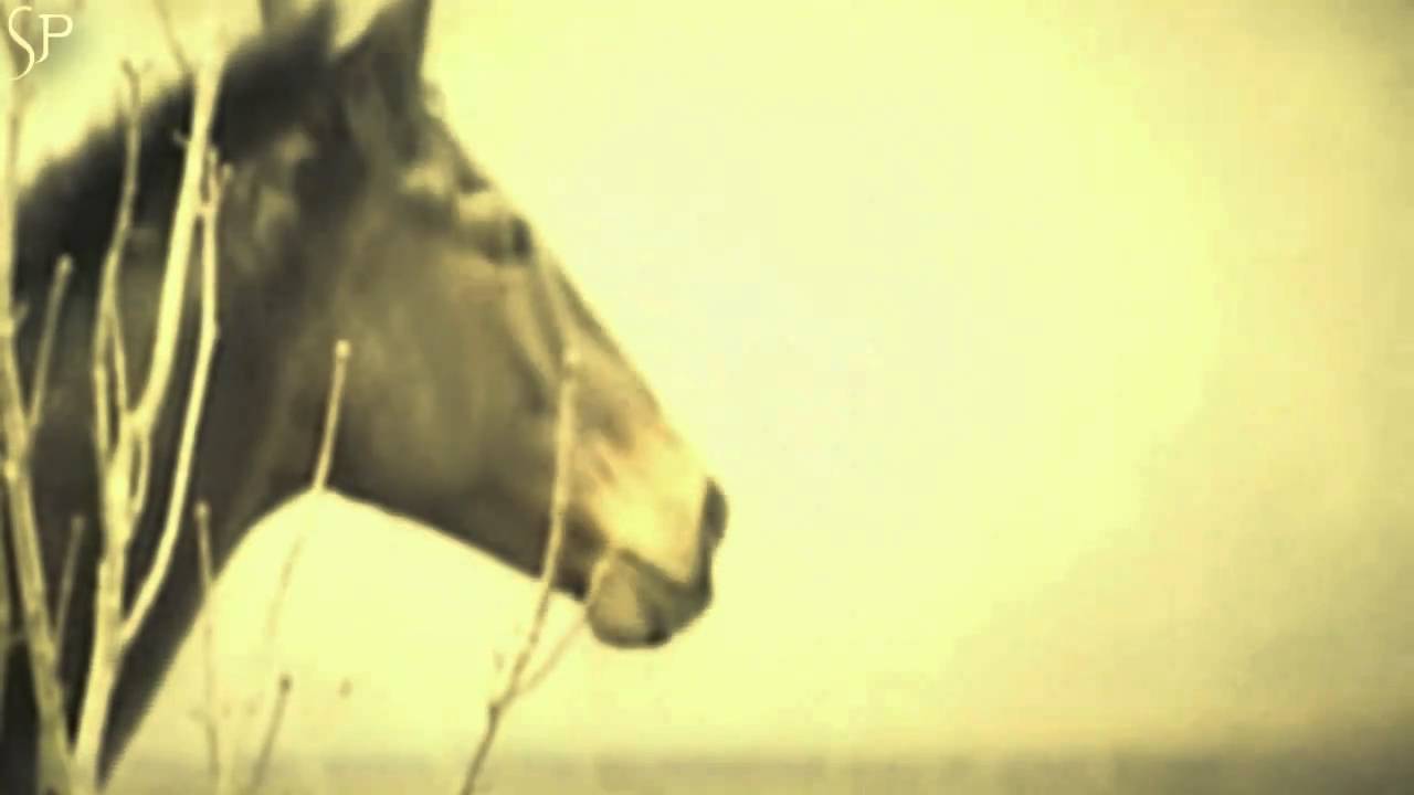 Horse & Rider  Devotion