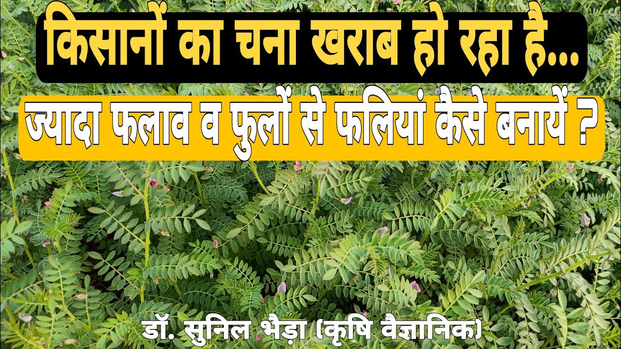 चने मे ज्यादा फलाव के लिए क्या करें ? चने में फुल बहुत आते हैं, लेकिन फलियां नहीं बन रही, क्या....