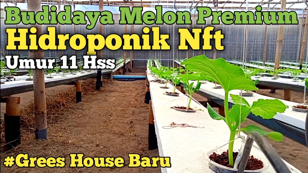 Budidaya Melon Premium Hidroponik Nft