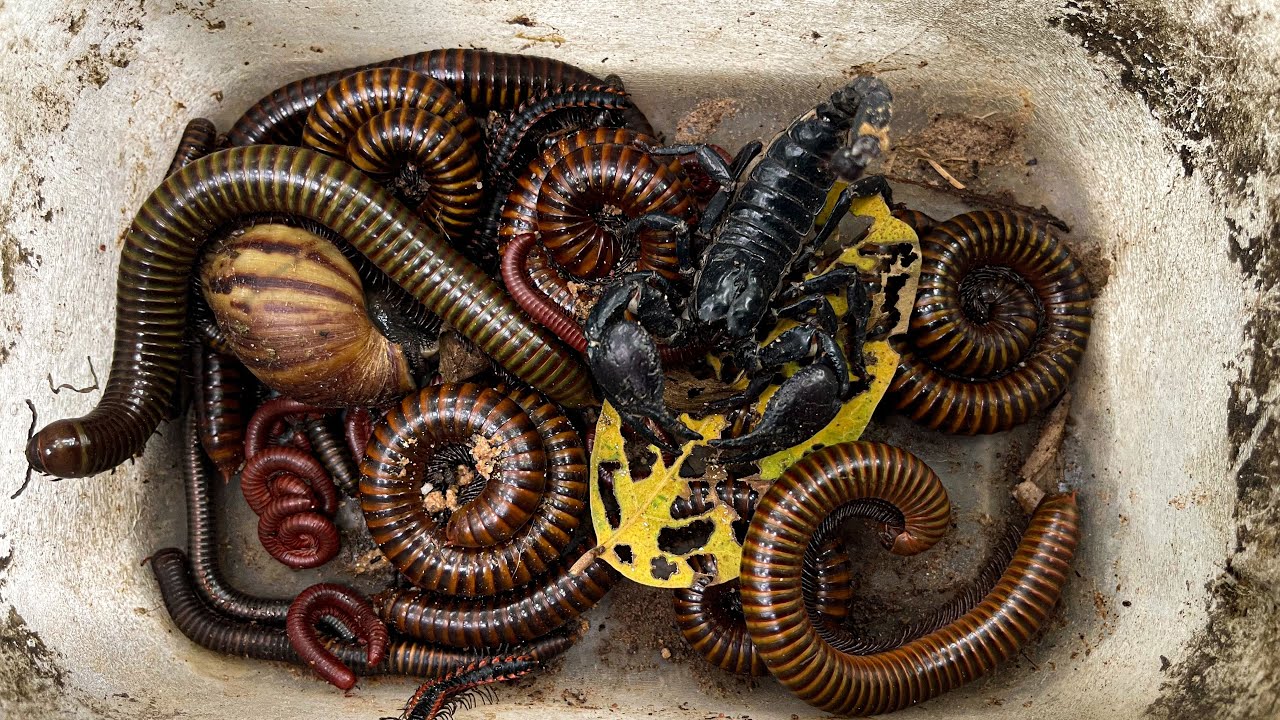 Amazing Catching Huge Millipedes Moment In Nature  ! 😳 Millipedes, Snails | Rok Reach