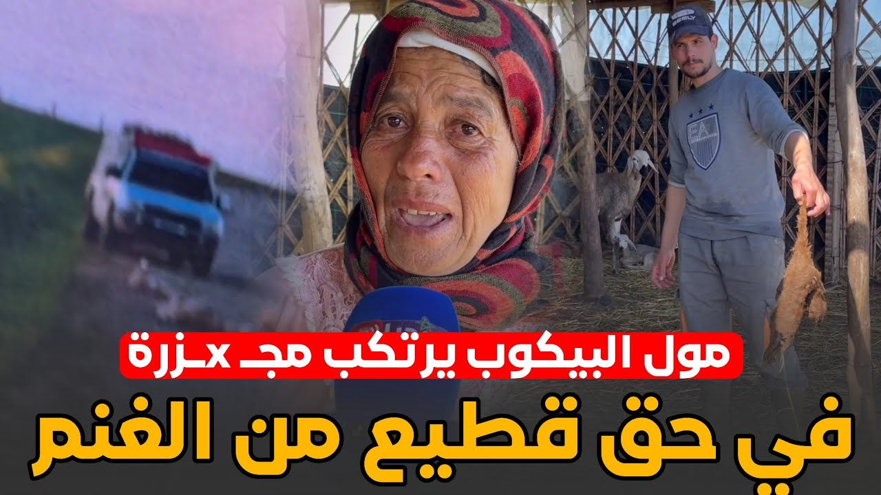 مول بيكوب صفاها  لقطيع ديال الغنم .. وخلا العائلة مدمّرة وخاسرة الملايين بنواحي برشيد