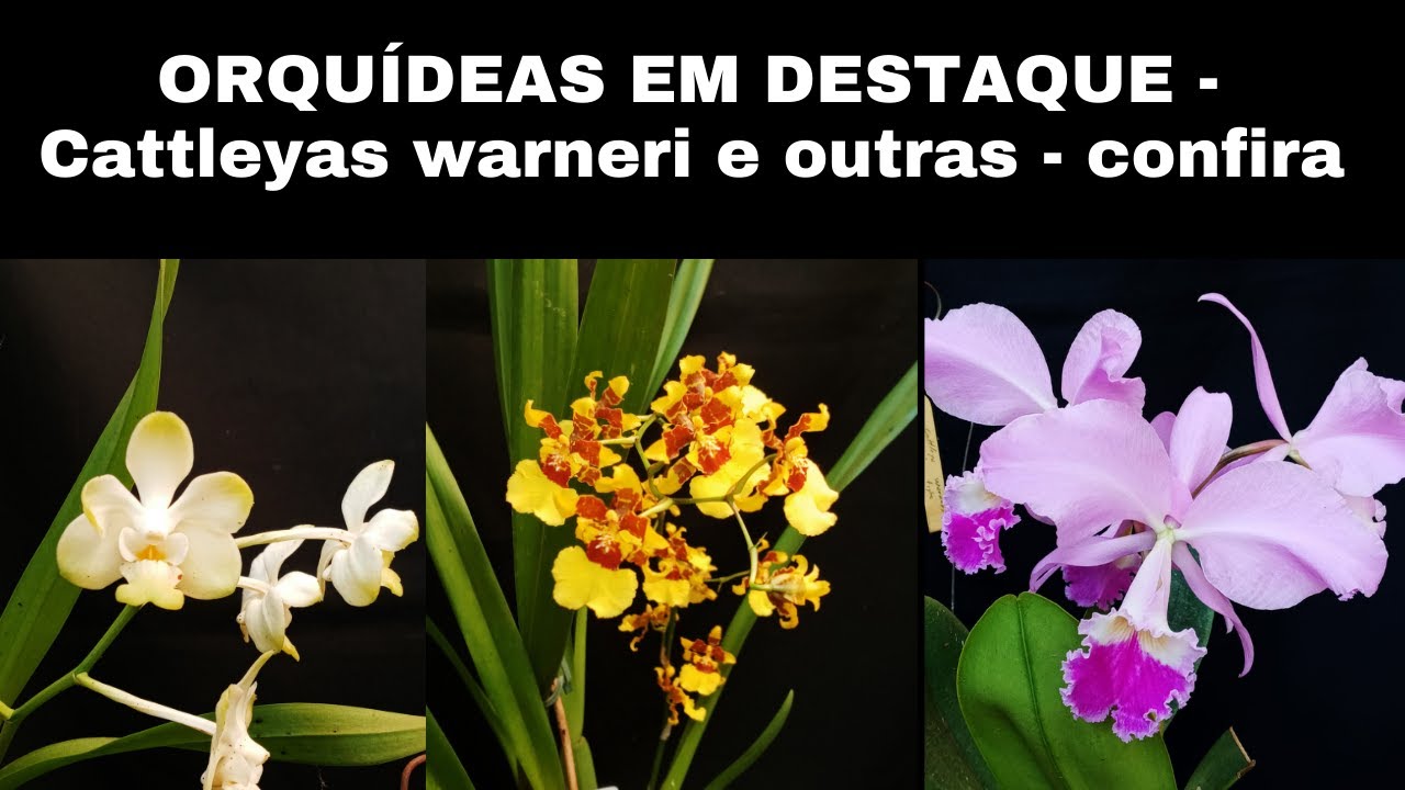 ORQUÍDEAS em Destaque - CATTLEYA WARNERI Oncididum Sphacelatum e muitas outras - confiram as dicas