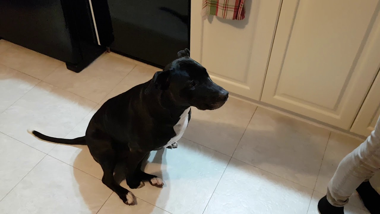 Portioning and Weighing out Raw Food for Dogs