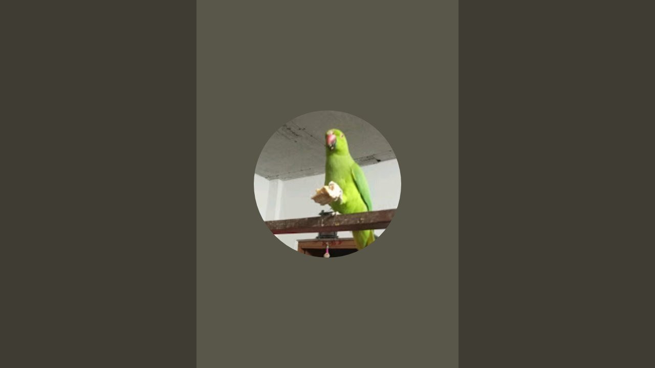 Tiu & Tikli is live!
