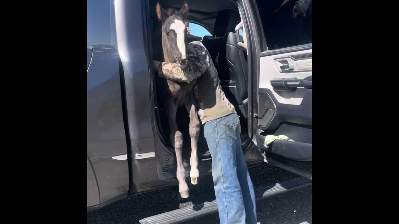 First feral foal of 2025 - feral foal found