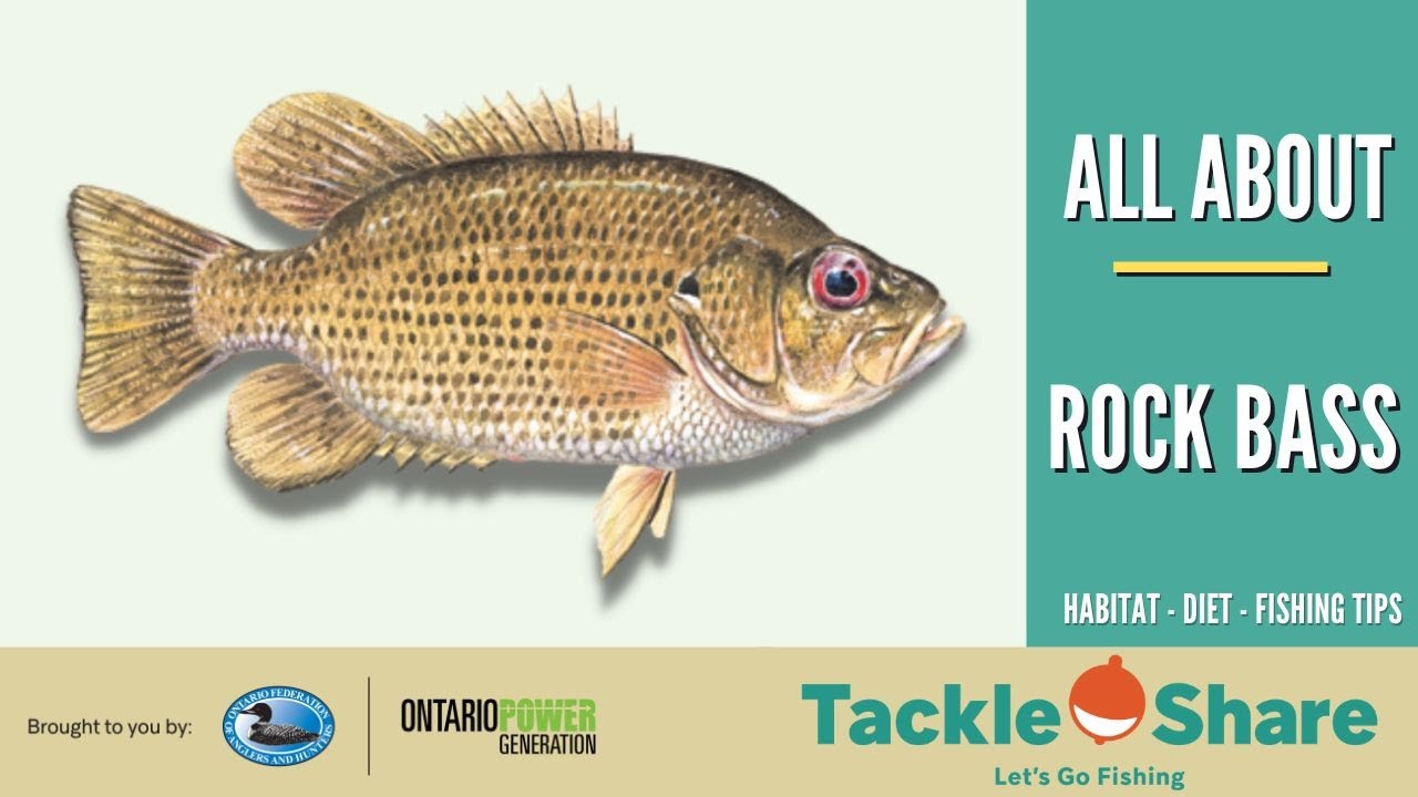 All About Rock Bass!