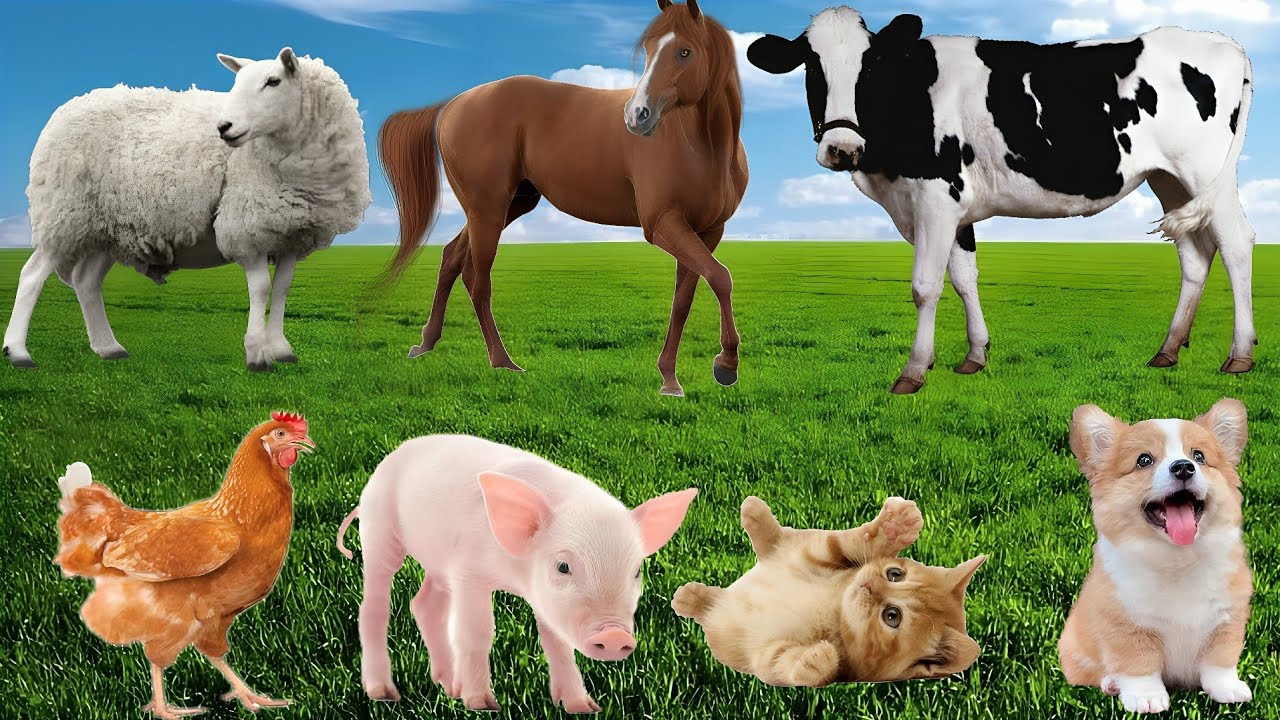 Relaxing Farm Moments: 10 Soothing Views of Sheep, Cows, and Chickens