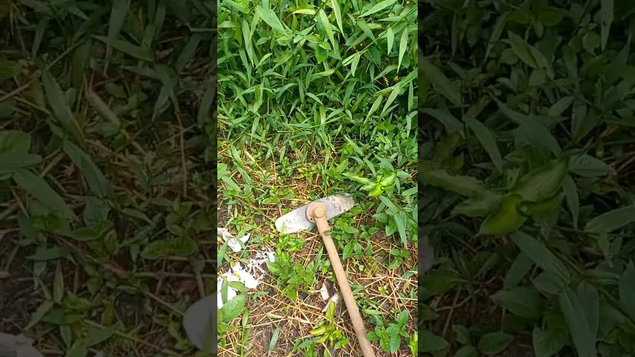 #ro&ccedil;adeira#sustentabilidade #planta #jardinagem #ro&ccedil;ando mato alto