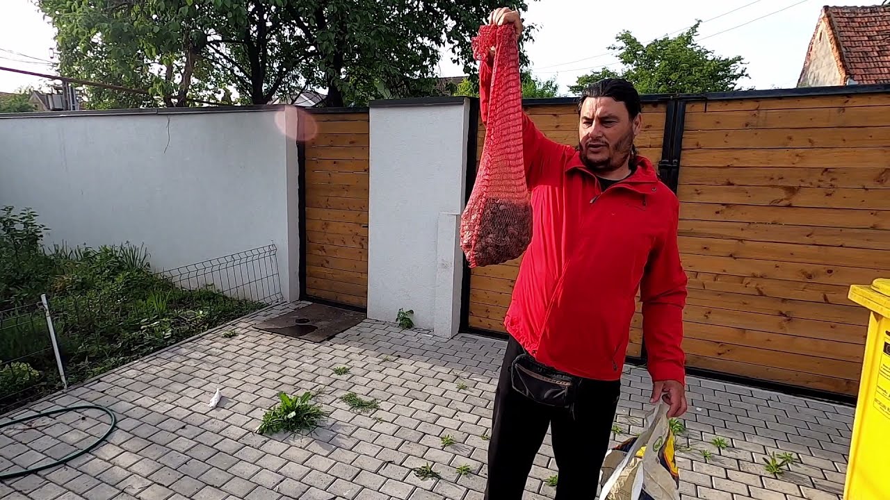 Am cules melci și i-am pus la purjat - o metodă sustenabilă de a scăpa de melcii nedoriți &icirc;n grădină