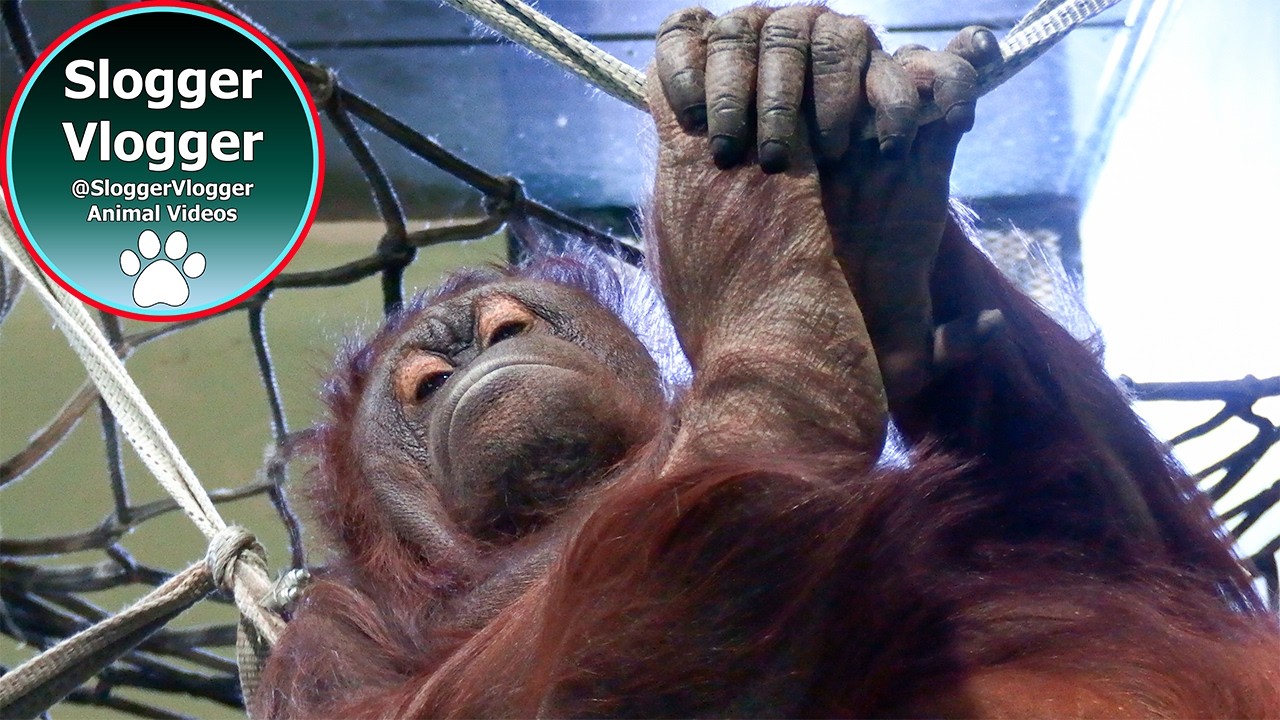 Warm Air and Zero Peace for Orangutan Sprout