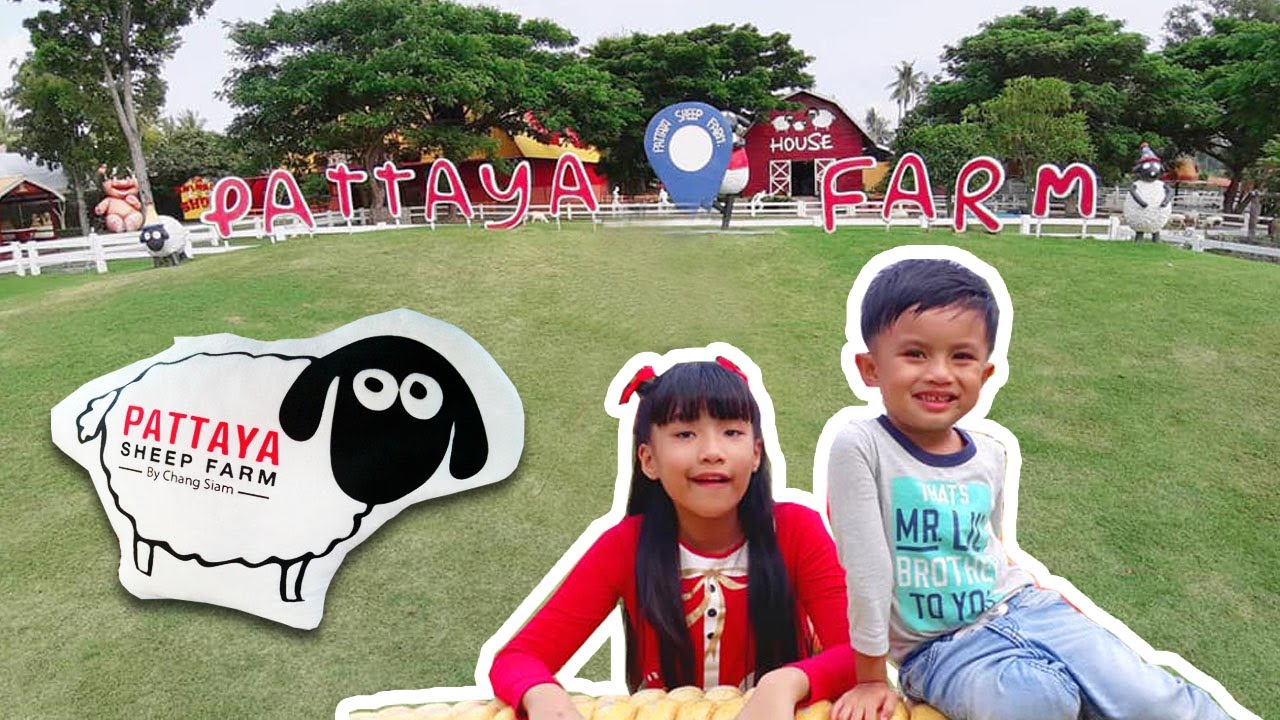 ดูโชว์สัตว์แสนรู้ โชว์นก ที่ฟาร์มแกะ พัทยา @Pattaya Sheep Farm :EP.51