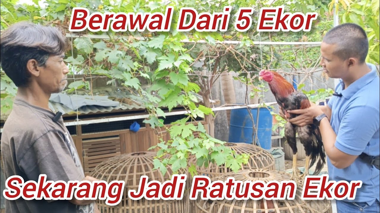 Ternak Ayam Bangkok || Omset Jutaan Perbulan