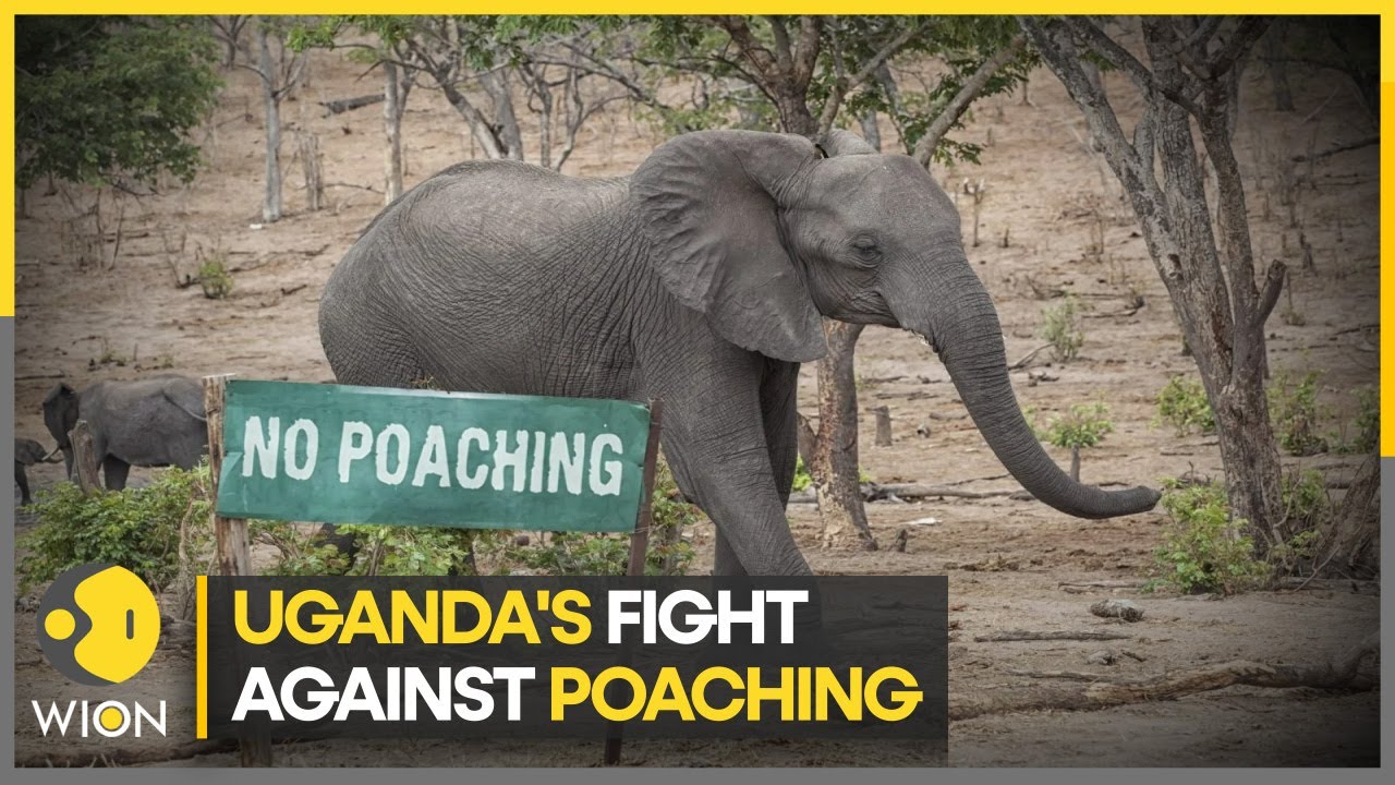 Wildlife population increases in Uganda | Latest World News | Top News | WION Climate Tracker
