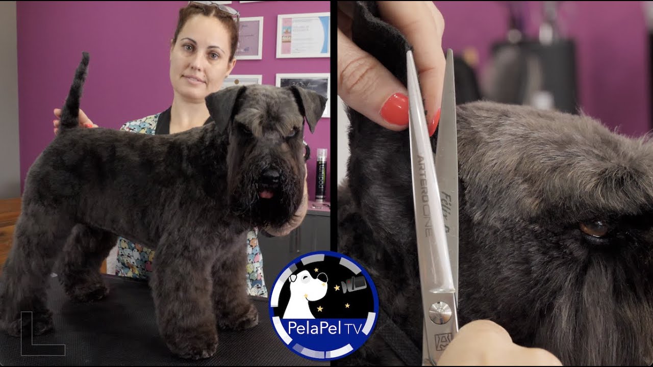 PELUQUERÍA CANINA cortar pelo a un schnauzer con maquina schnauzer miniatura, CON VANESSA MUÑOZ