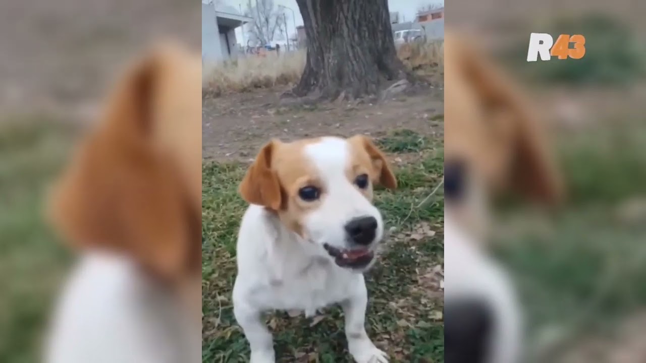 Perrito se hace viral por odiar la canci&oacute;n de 