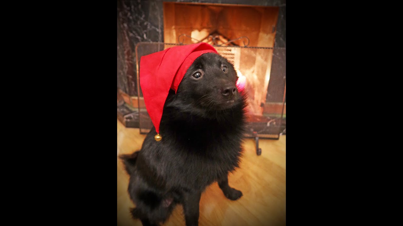 Nopan joulutervehdys - Season's Greetings from Noppa