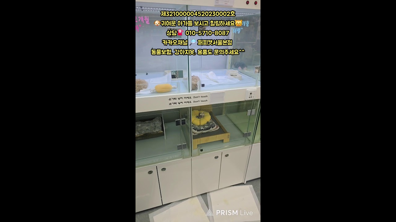 🐶퍼피캣서울본점😺 #퍼피캣  #강아지분양 #고양이 #고양이분양 #애견분양 #댕댕이 #라이브 #live