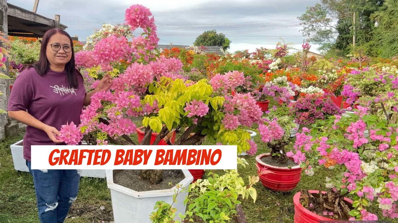 Grafted baby bambino | Royale Garden | San Miguel Bulacan