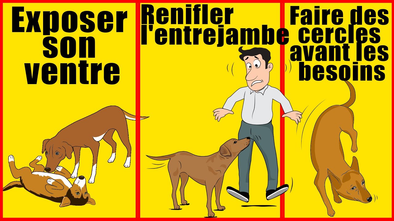 10 comportements bizarres de chiens et leur significations réelles | Incroyablement Top