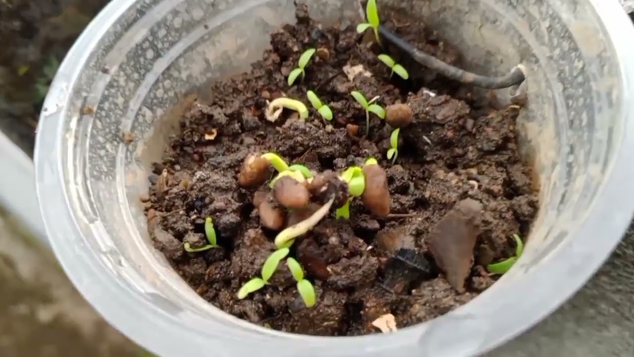 Berkebun Ditengah Padatnya Pemukiman Kota Cimahi!