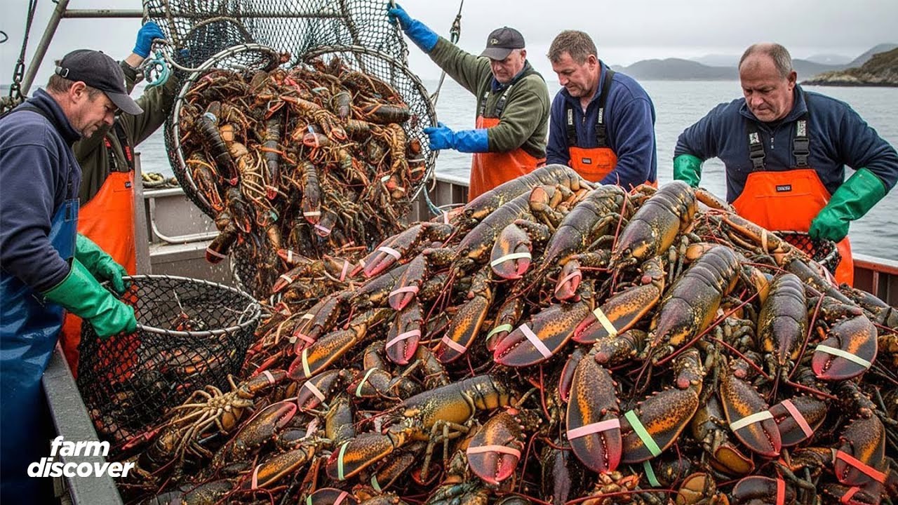 How 150,000 Tons of Lobster Worth $3B Are Harvested in North America