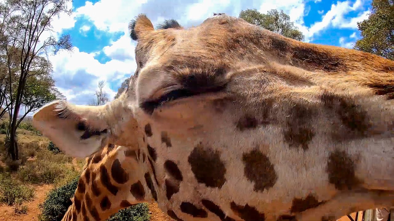 Giraffe headbutts me by Giraffe Manor! 🦒🇰🇪
