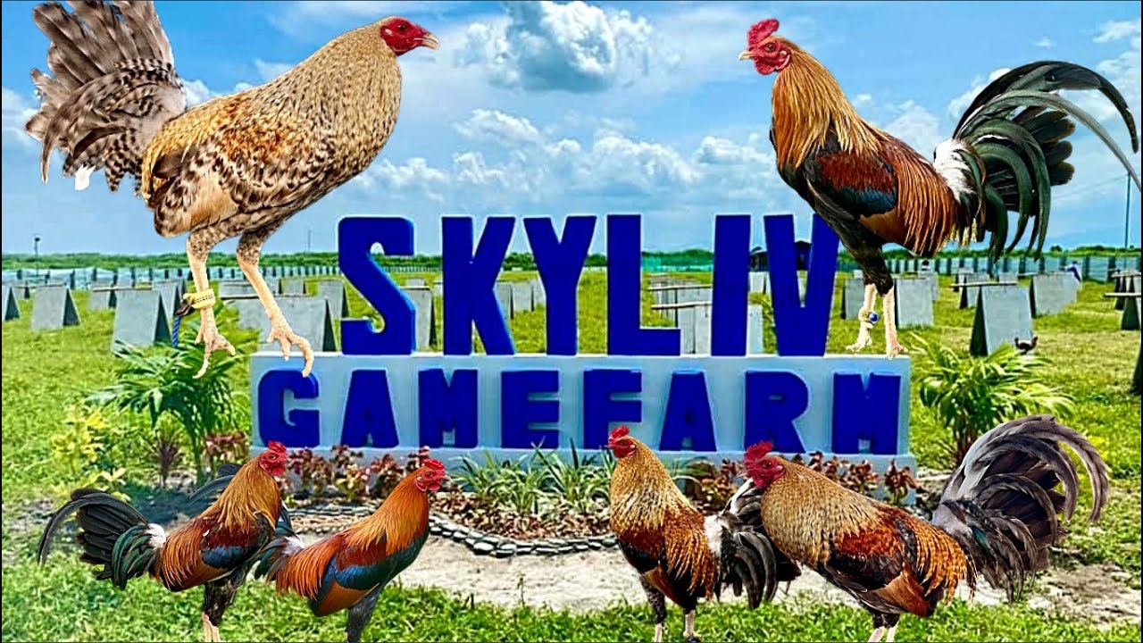 Lets Visit The Farm Of SKYLIV Gamefarm