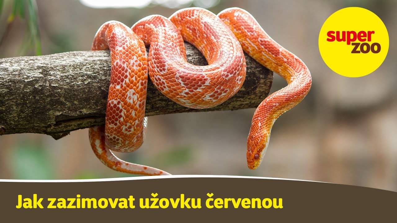 22. díl: Jak zazimovat užovku červenou | Škola Super zoo