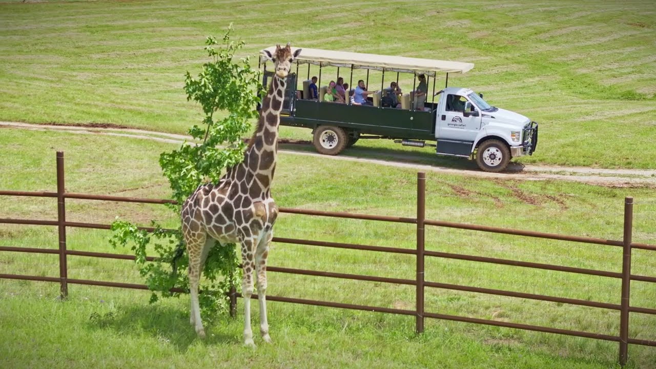Experience Georgia Safari Conservation Park | A Wild Adventure in the Heart of Georgia